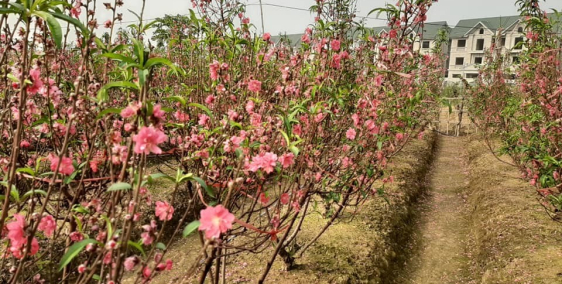 LH+383120451, Bán đất Phú Thượng, Tây Hồ, Mặt phố, 200m2, nhỉnh 20 tỷ.