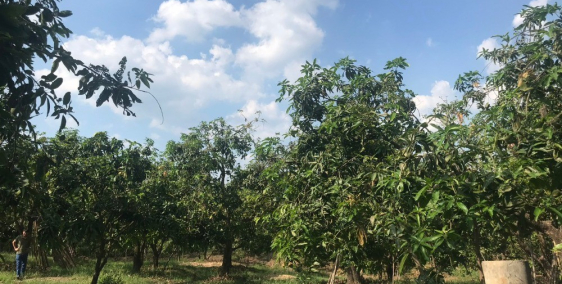 bán lô đất vườn xoài tặng nhà cấp 4 và hàng rào b40