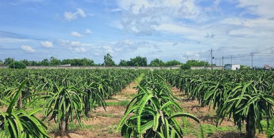 Bán đất đang trồng thanh long , 9342m2 giá 740tr