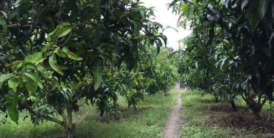 Bán Đất Vườn Bưởi Xã Ngọc Định-Định Quán-Đồng Nai