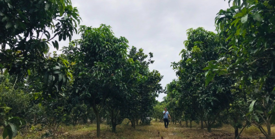 Đất vườn ngay làng bè Sông Đồng Nai - Định Quán