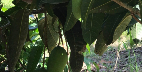 Bán đất vườn trồng bưởi vị trí đất đẹp Đồng  Nai