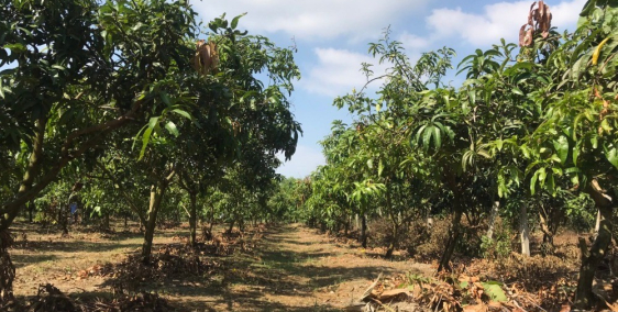 Bán đất vườn bưởi Định Quán, ven sông Đồng Nai.