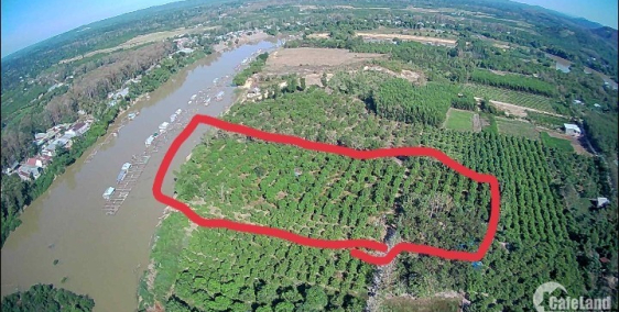 Cần bán gấp vườn bưởi Định Quán, nằm liền kề Quốc Lộ 20