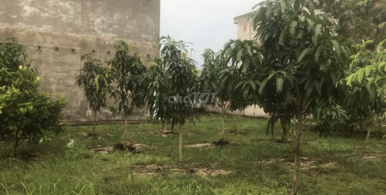 Đất vàng Cần Giờ! 1200m² ngay mặt tiền giá chỉ 7.5 tỷ