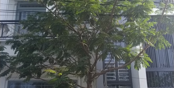 NHÀ 1TRỆT 3LẦU-4X15 NGUYỄN DUY TRINH,LONG TRƯỜNG