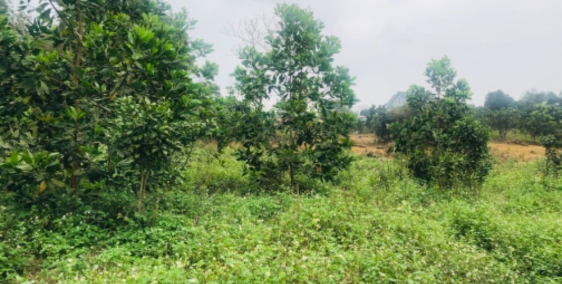 Chính chủ cần bán gấp 1309 tại hoà sơn