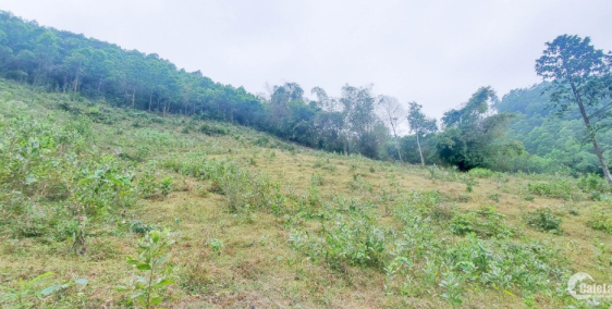 Quá Rẻ  – 500tr/Ha Đất Hòa Bình Nằm Gần Đường Lớn