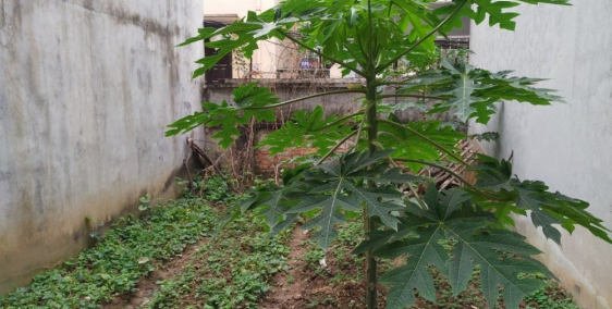 Bán gấp đất Hồ Tùng Mậu, phân lô giá tốt, đầu tư, DT45m2, 2.795 tỷ.