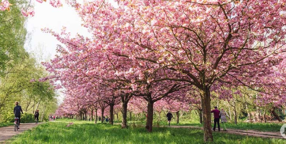 Bán căn hộ 3 ngủ, 111m2, view 3 mặt đẹp nhất dự án The Minato Hải Phòng, giá đầu