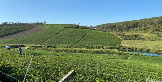 Mua đất Bảo Lộc vị trí đẹp kế bên đồi chè Tâm Châu