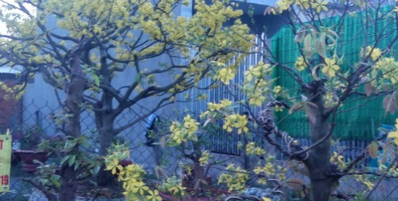 bán nền thổ cư ngay ủy ban xã lương bình , đường xe tải kdc , 6m , vỉa hè 2m.