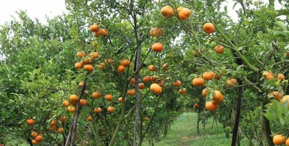 Đất biệt thự nghỉ dưỡng, đón đầu cơ sở hạ tầng Đồng Nai,giá chỉ 500tr/1000m2,SHR