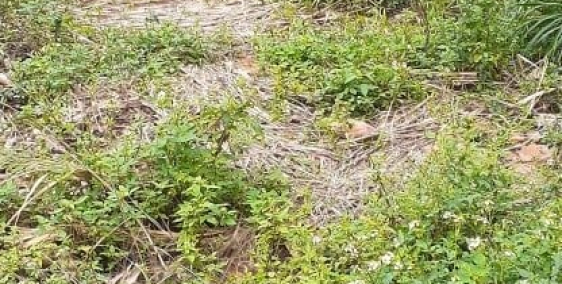 Đất sổ đỏ chính chủ, Diện tích 155m2, 200tr