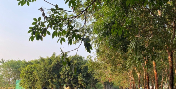 Bung hàng F0 tại xã Tân Hiệp, huyện Tân Châu, tỉnh Tây Ninh