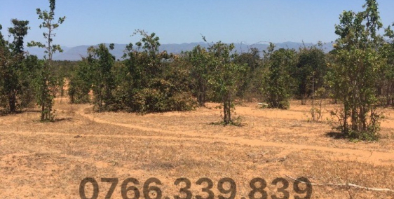 ĐẤT VƯỜN MẶT TIỀN ĐƯỜNG 20M , SHR GIÁ 70K/M2