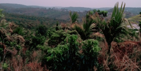 Đất nông nghiệp view farm nghỉ dưỡng tại Đắk Song