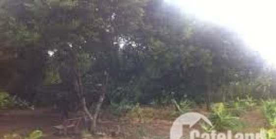 bán vườn cây ăn trái thành phố long khánh diện tích 1 mẫu 1
