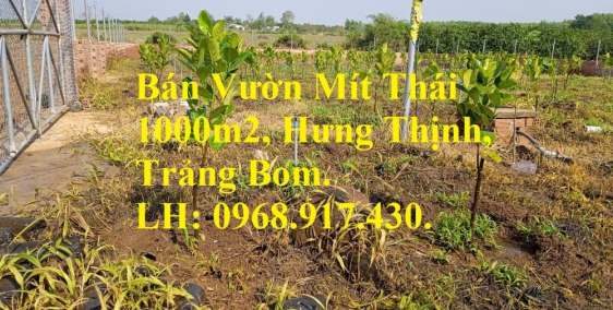Kẹt tiền bán vườn mít 1000m2 xã Hưng Thịnh, huyện Trảng Bom