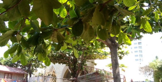 Chính chủ cần bán Nhà 2 mặt tiền đường Huỳnh Lý