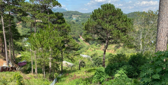 Bán đất view thông cực đẹp thích hợp làm cafe săn mây cực đẹp phường 3.Đà lạt