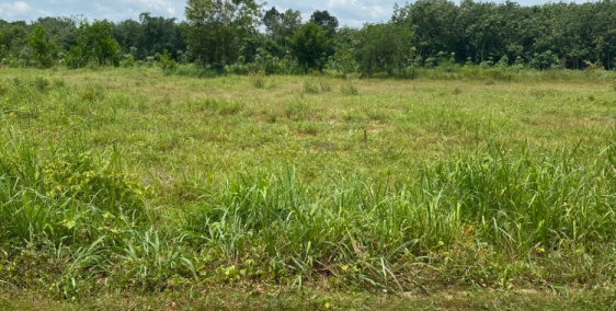 lô đất vườn cực đẹp hơn 1125m2 sát đường DT749B thuộc xã Minh Hòa, Dầu Tiếng,BD