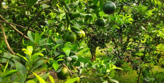 Bán vườn quýt rộng 1118m2 giá 500tr