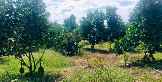 Bán gấp 2 miếng đất Vườn trái cây sẳn,ngay Sông La Ngà,Sổ hồng Bao Sang Sổ