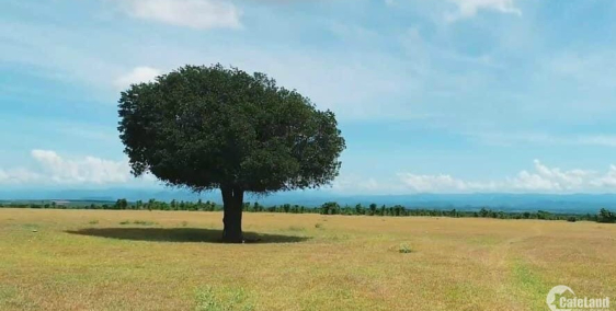 Cần bán lô đất vườn Hòa Thắng ngay cạnh đường DT716, sổ có đường, gần liên huyện