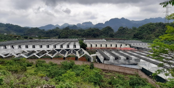 Bán lô đất giá cực rẻ tại đồi hongkong 1500m2 tại Đông Sang - Mộc Châu giá