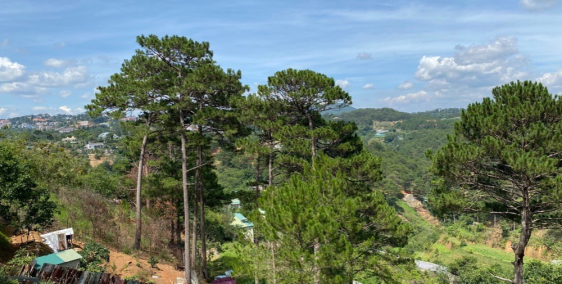 Đất View rừng Đà Lạt - Phường 3 giá đầu tư