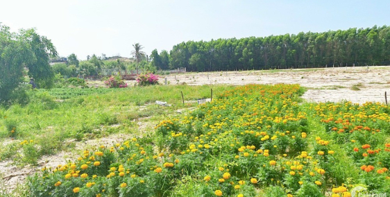 Đất nền ven biển xây nhà vườn nghỉ dưỡng