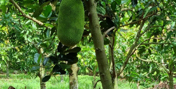 kẹt tiền bán gấp đất có nhà và ao cá vườn trái cây thoáng mát