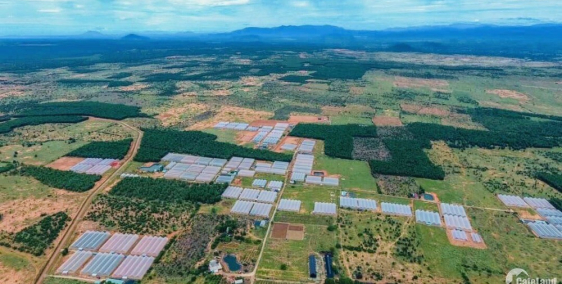 Đất nông nghiệp Bình Thuận giá rẻ cho quý nhà đầu tư