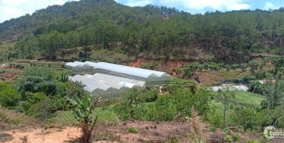 Bán 2,146.2 m2 đất, gần suối Bảo Đại, P11 TP. Đà Lạt, Lâm Đồng