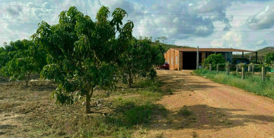 Cần bán trang trại thanh long và xoài Úc