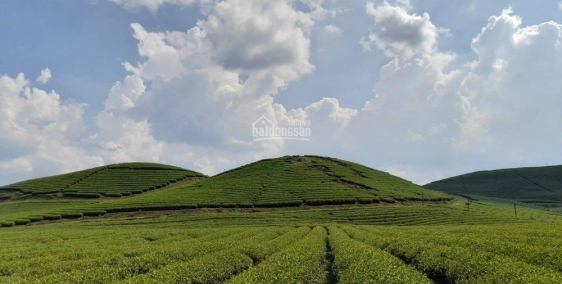 LOA LOA LOA SIÊU PHẨM VIEW ĐỒI CHÈ NÔNG TRƯỜNG MỘC CHÂU ĐÂY Ạ!!!!