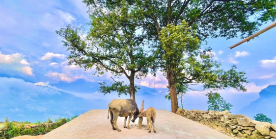 Bán mảnh đất đón đầu quy hoạch tại Phan Cán Sử, Y Tý, Sapa 2