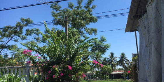 Lô Điện Tiến gần đồng lúa, giá bán nhanh mùa dịch, đường oto, đã có sổ