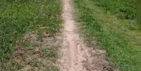 Cần ra nhanh đất lâu năm tại Hàm Chính