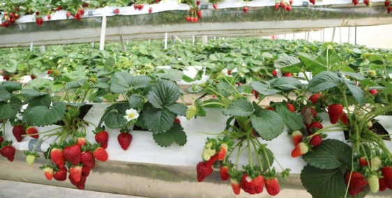 Bán đất khu vực Thác Voi- Đà Lạt, xây dựng tự do