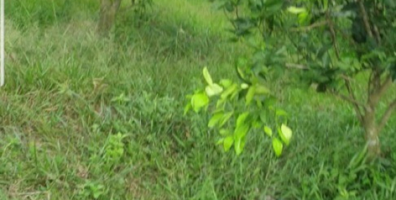 Tôi cần chuyển nhượng 100hata rừng cây cao su và 6hata cây cam đã có trái bói