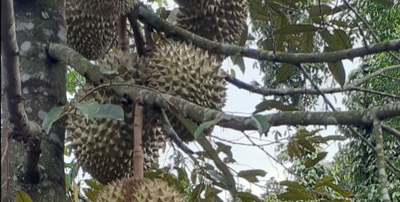 BÁN RẪY THỊ TRẤN ĐỨC AN – ĐĂK SONG GIÁ TỐT.  SỔ HỒNG 100%.