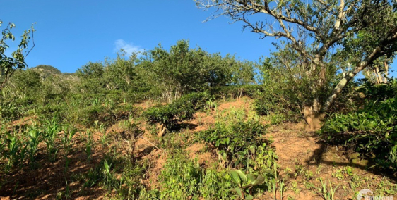 Cần bán lô  đất 960,7m2 Chiềng Sơn  , Mộc Châu View cực đẹp