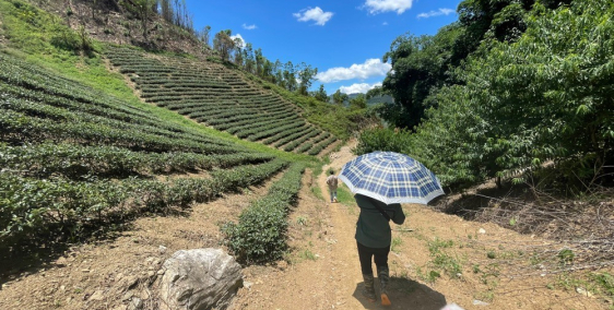 CƠ HỘI VÀNG để sở hữu 4,7H.a tại Phiêng Luông - Mộc Châu giá SIÊU RẺ