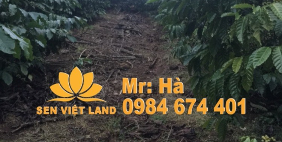 Bán 1 ha vườn mặt tiền đường thôn 4 Lộc Tân xã Dambri TP Bảo Lộc, Lâm Đồng giá 1