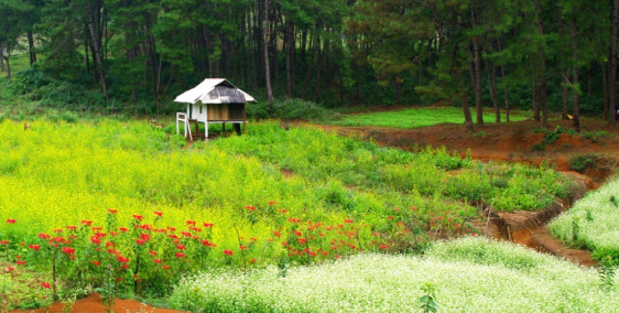 CHÍNH CHỦ BÁN LÔ ĐẤT 445m TT Y tý,Bát Xát,Lào Cai nằm ở khu ĐẤT VÀNG Y TÝ GÍA RẺ