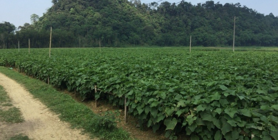 Cần Tiền bán gấp đất nông nghiệp trồng dược liệu làm dự án giá rẻ