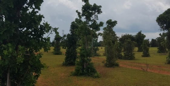 Chỉ 538tr có 4144m2 đất vườn bình thuận cách đường liên huyện 100m Lh 0938677909