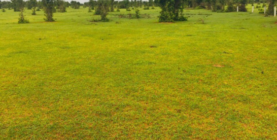 Bán đất nông nghiệp hồng thái mặt tiền đường liên xã giá hấp dẫn Lh 0938677909